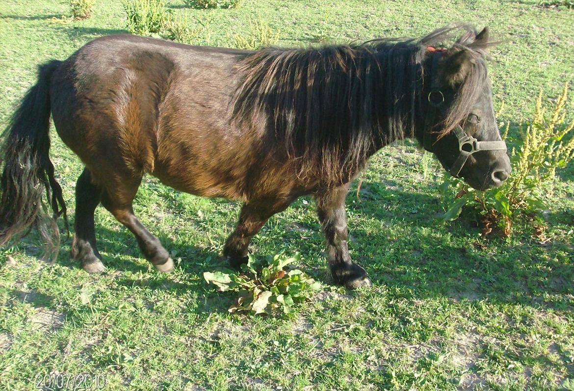 Anden særlig race Aia billede 10