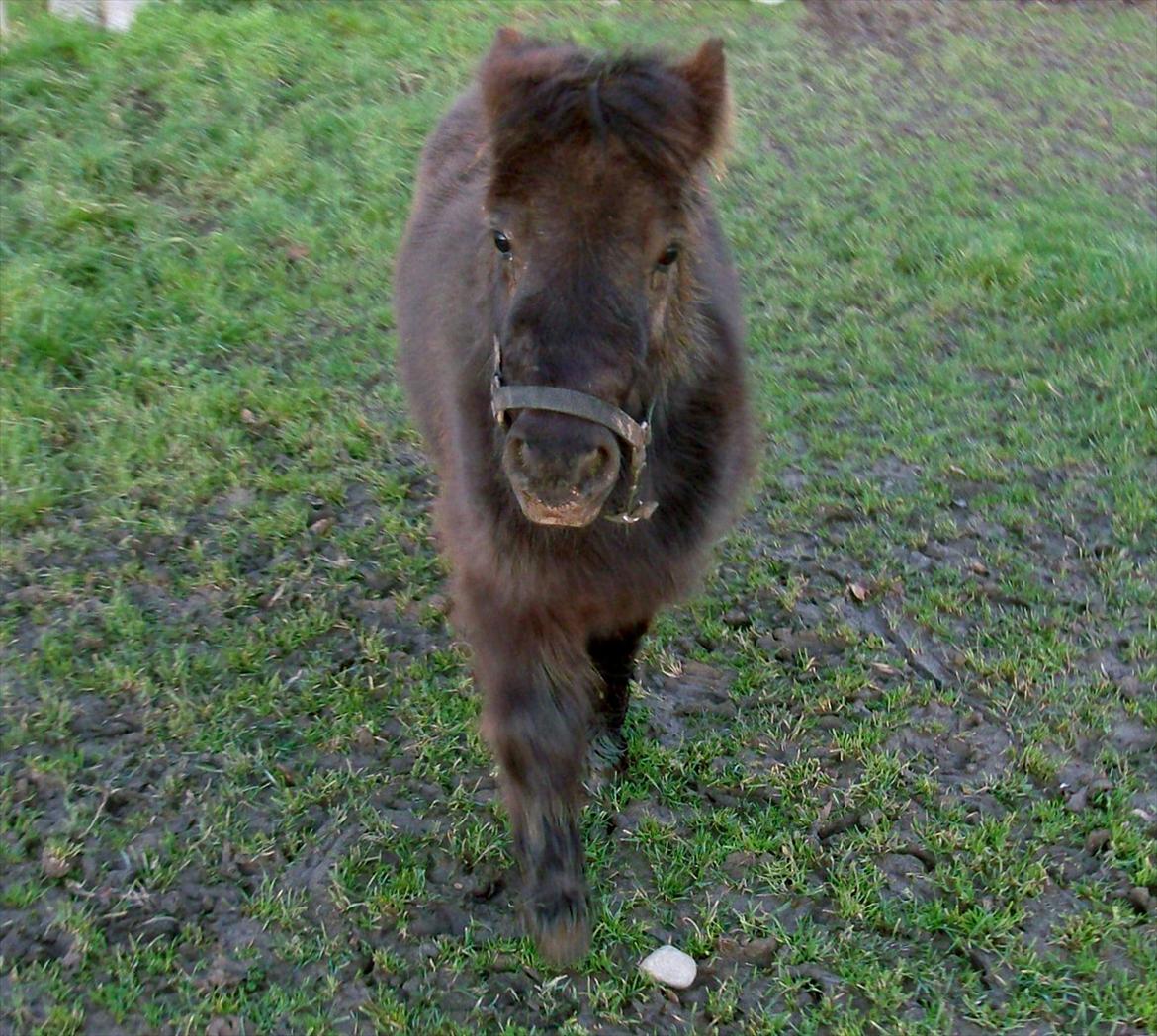 Anden særlig race Aia - Da hun var lille og irriterende :D 
 billede 11
