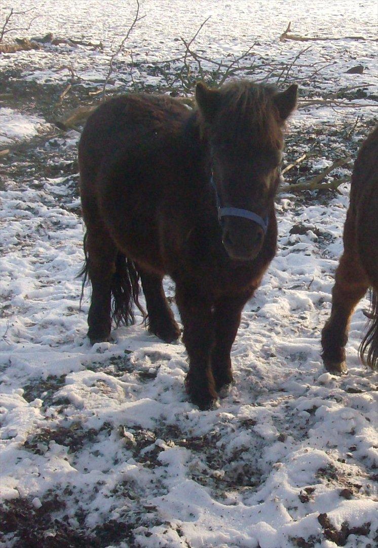 Anden særlig race Aia billede 13