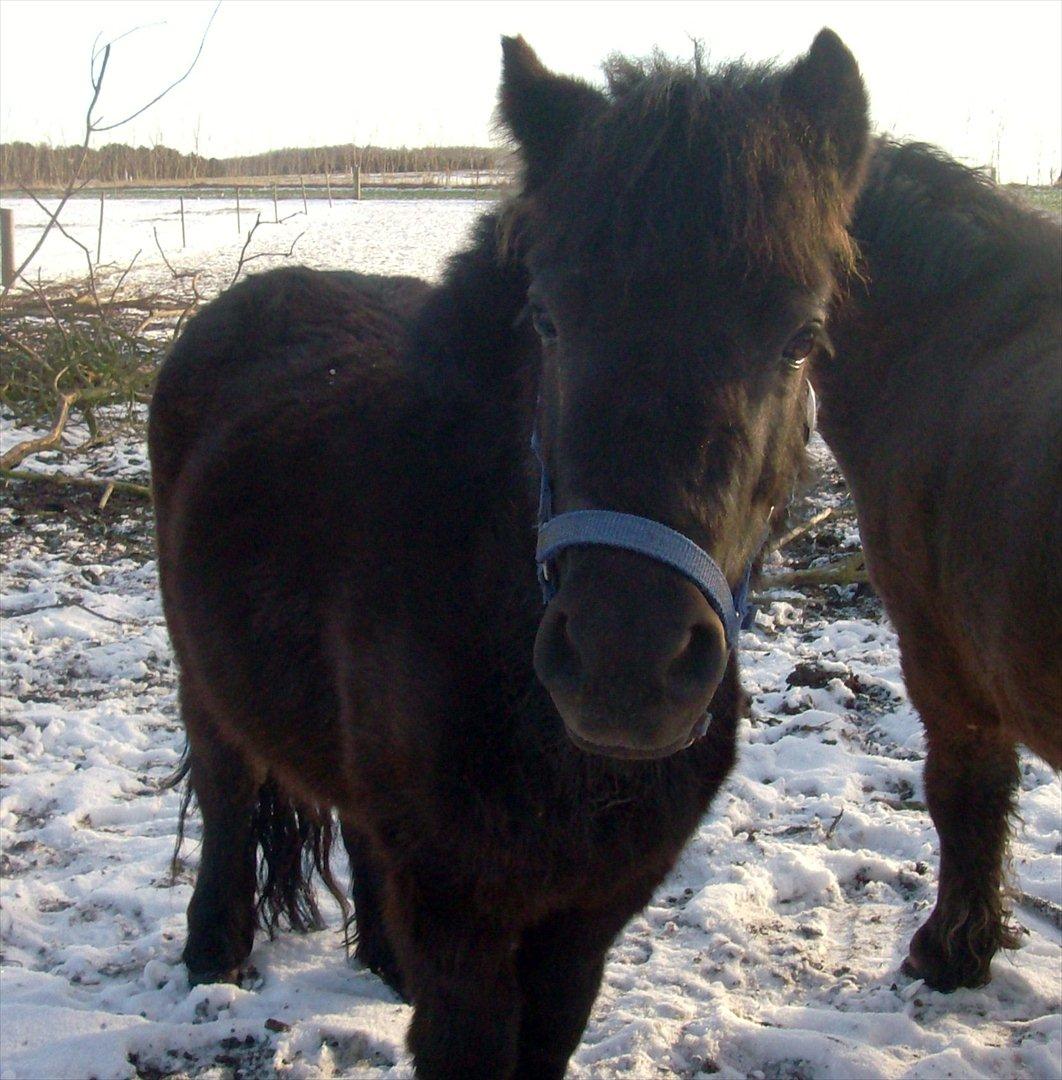 Anden særlig race Aia - Gammelt julebillede :-)
Men stadig lige så vidunderlig! billede 14