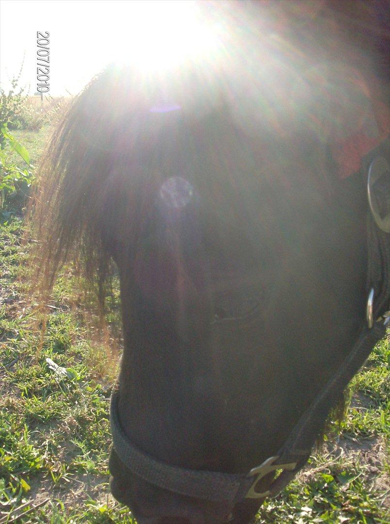 Anden særlig race Aia - Og vi siger farvel :-) billede 15