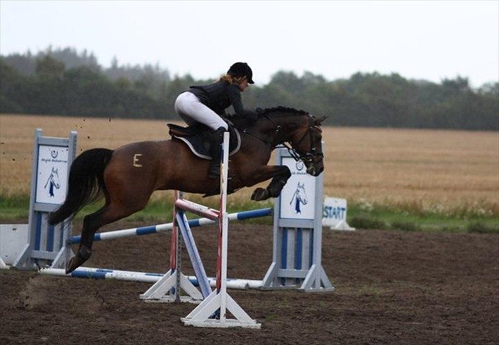 Hollandsk Sportspony | Elim - 1.15 i bjergby! (: billede 11