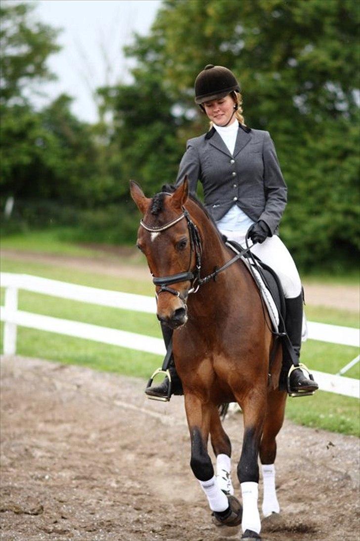 Hollandsk Sportspony | Elim - la2 i bjergby! (: billede 16