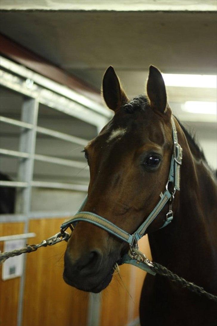 Hollandsk Sportspony | Elim - lille søde pony! :D billede 13