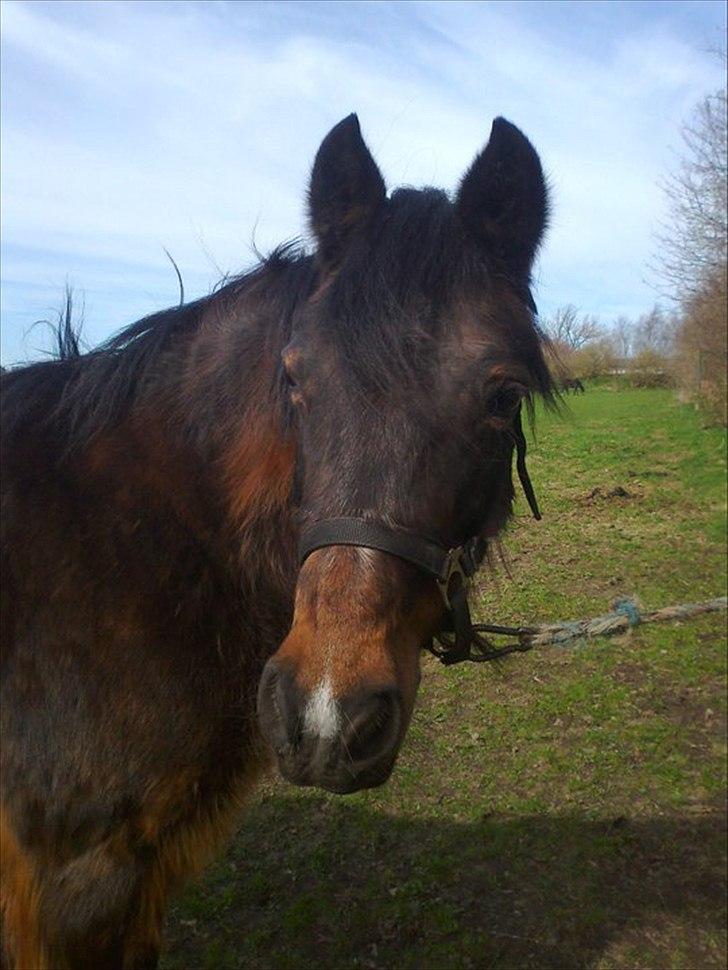 Anden særlig race Flicka - Ha dig i solskin og modvind elsker dig for den du er!! <3 :** billede 3