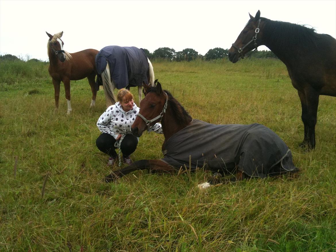 Dansk Varmblod Monty af Dandanell *SOLGT* - Monty samme måned jeg fik ham hjem billede 16