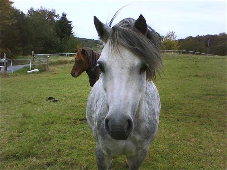 Anden særlig race Roxet - lille pony:) billede 1
