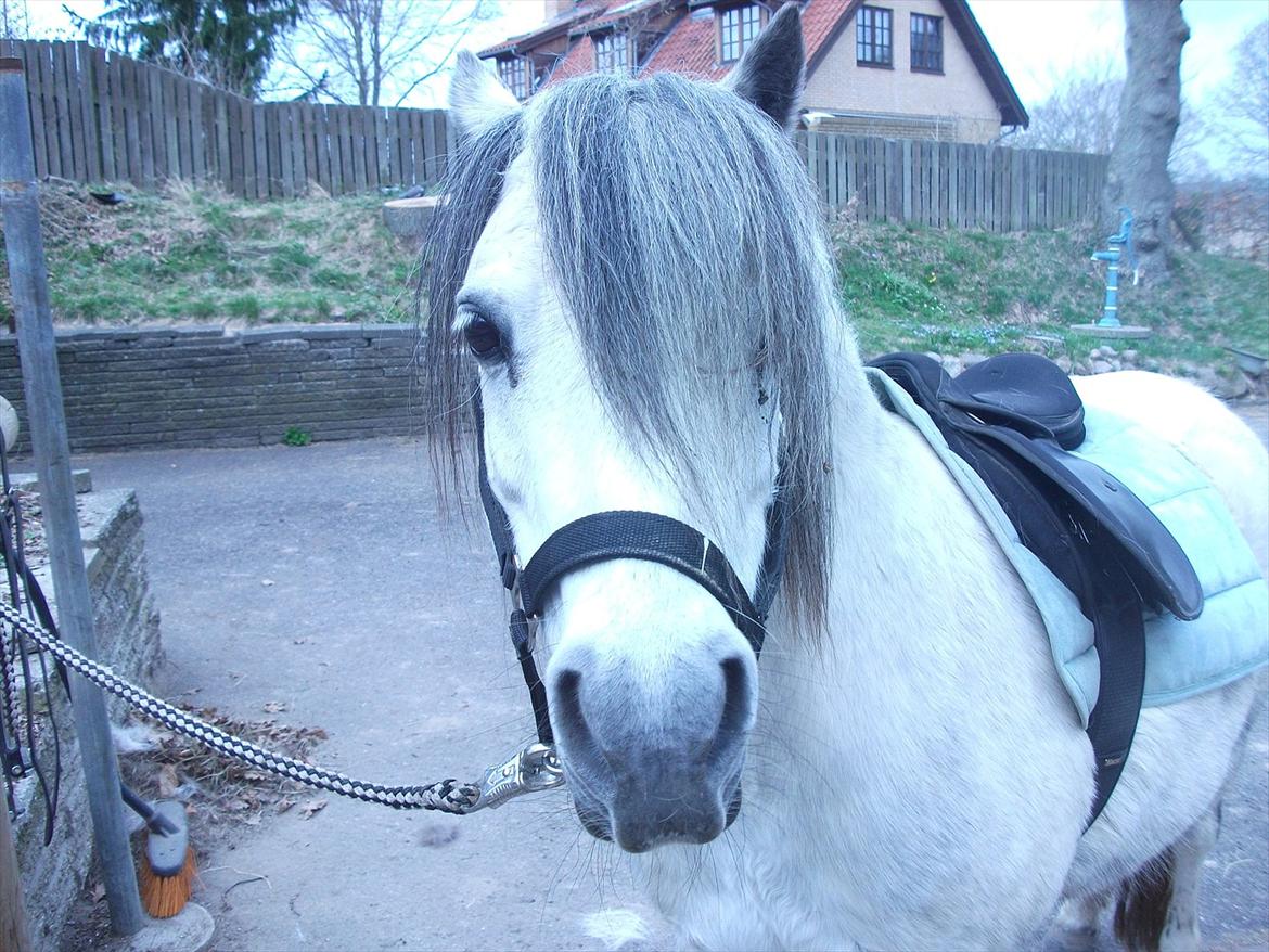 Anden særlig race Roxet - Roxet på vej i skoven med mig :D billede 4