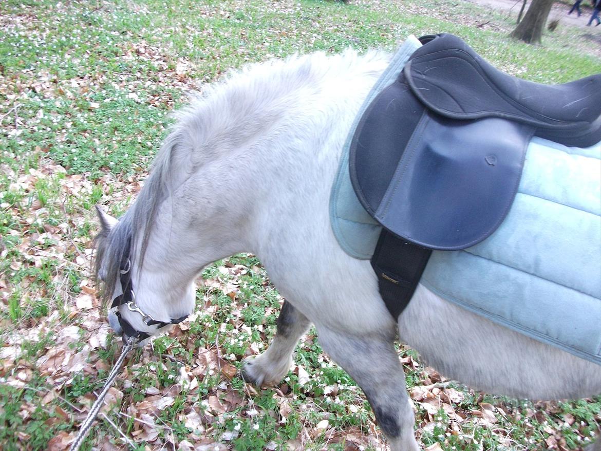 Anden særlig race Roxet - i skoven ;) billede 5