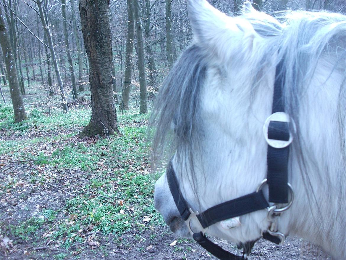 Anden særlig race Roxet - Roxet der ser nogle heste der kommer XP billede 6