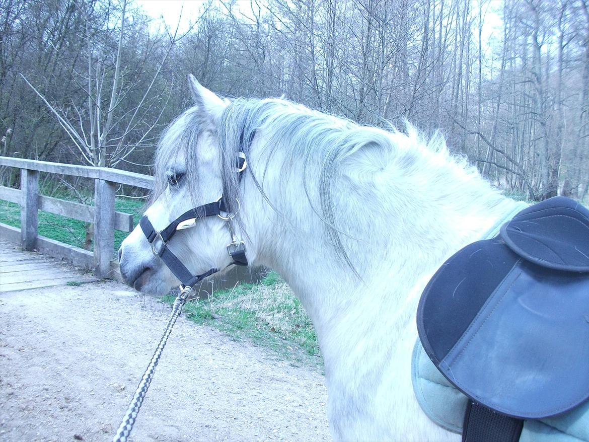 Anden særlig race Roxet - Roxet der er bange for en brog ;P hehe billede 7