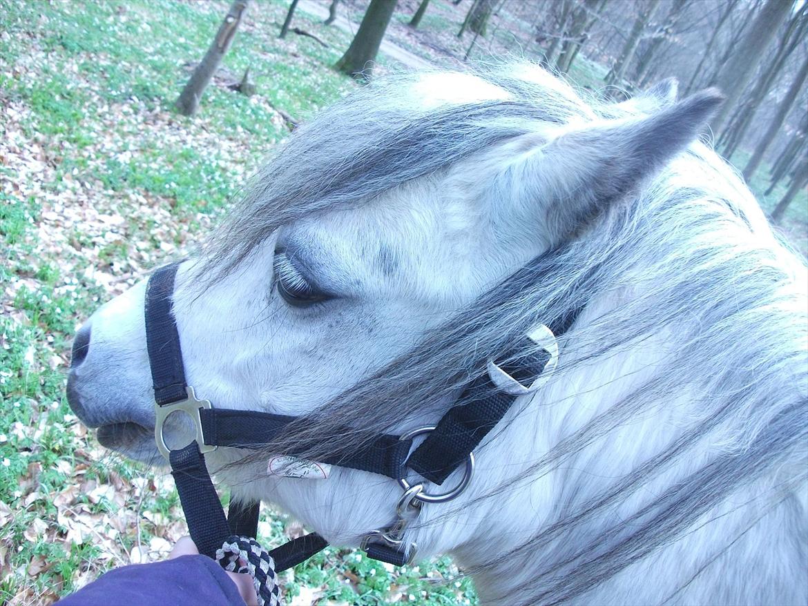 Anden særlig race Roxet - fine pony<3 billede 8