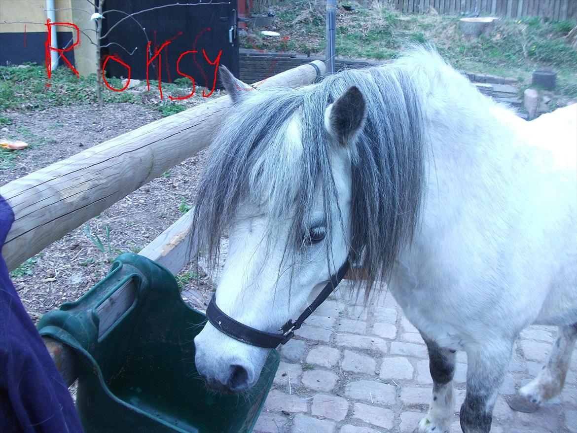 Anden særlig race Roxet - "hvornår for jeg en mad!" billede 9