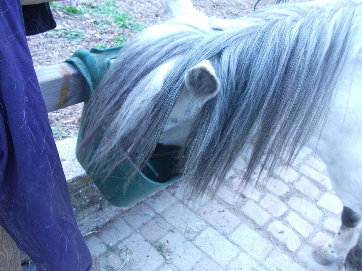 Anden særlig race Roxet - "mmm mad<3" billede 10