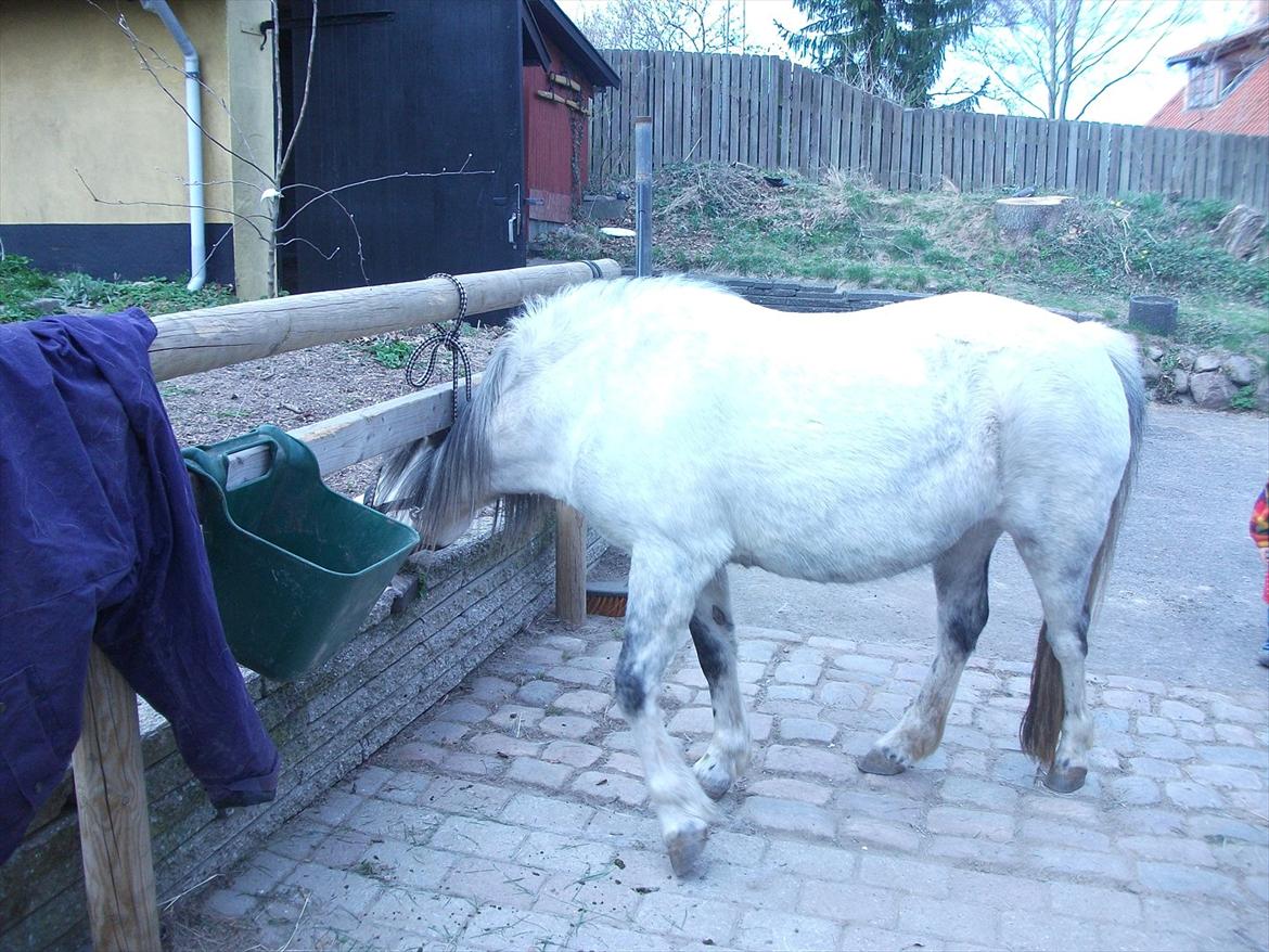 Anden særlig race Roxet - "MAD!!!!" billede 11