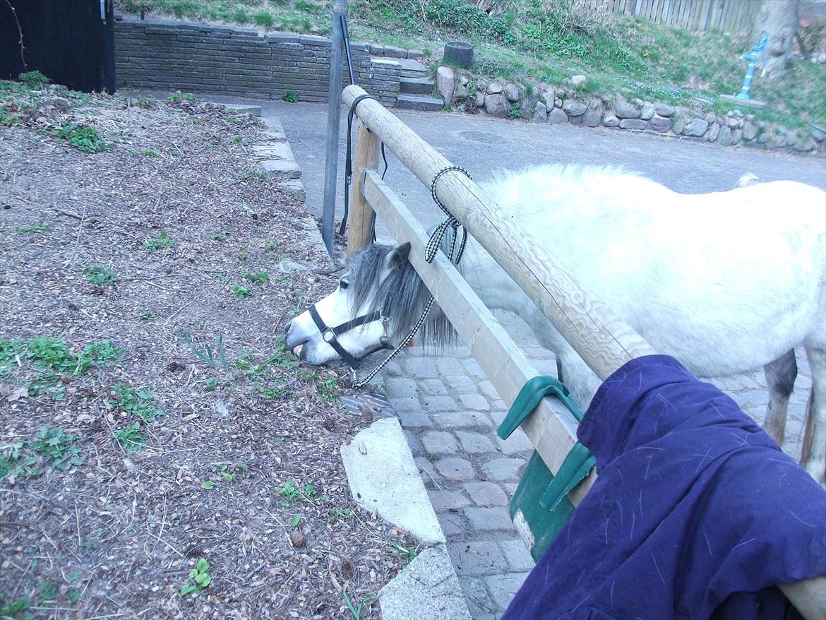 Anden særlig race Roxet - ponyen der syntes den ikke fik nok med XP hehe billede 12