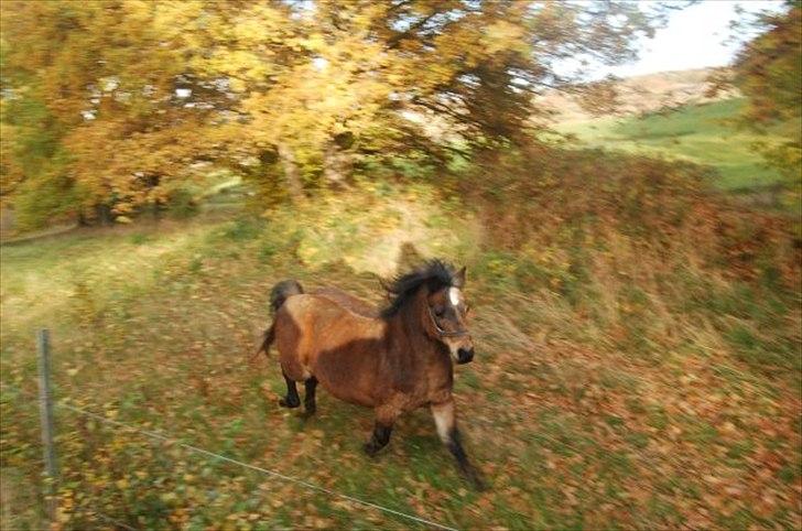 Anden særlig race R:I:P <3Hoffus<3 - Hoffus en sin glompede galop;)<3 billede 1