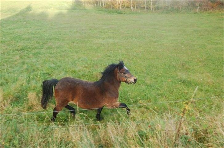 Anden særlig race R:I:P <3Hoffus<3 - Hoffus 3 uger inden hun skulle aflives :( billede 2