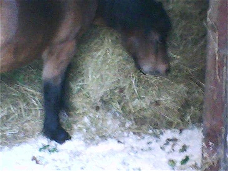 Anden særlig race R:I:P <3Hoffus<3 - nej nej nej ponyen bliver jo alt for tyk!!! ;) hehe billede 9