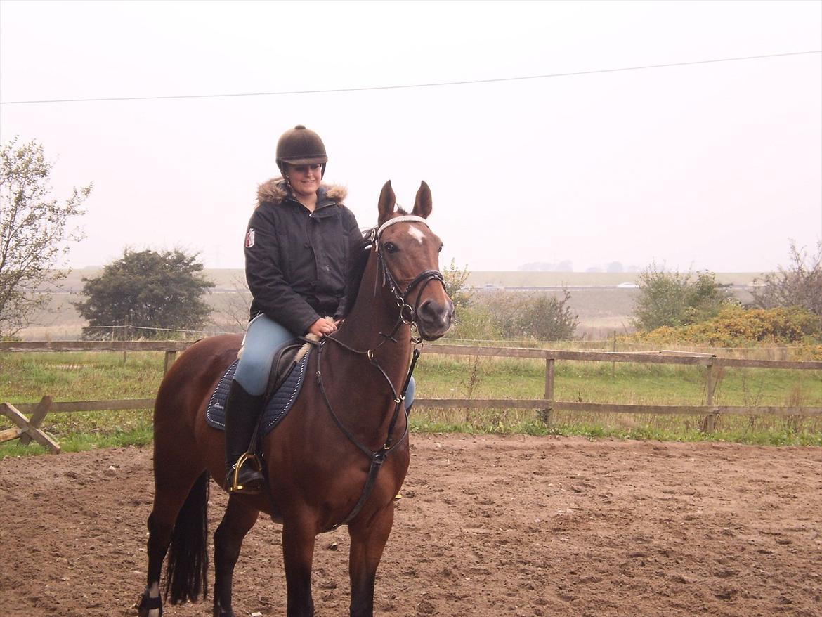 Dansk Varmblod Rikke - velkommen til RIKKE!<3 billede 1