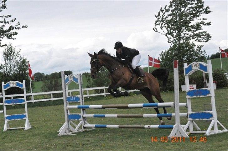 Dansk Varmblod Rikke - stævne på SPS<3 billede 2