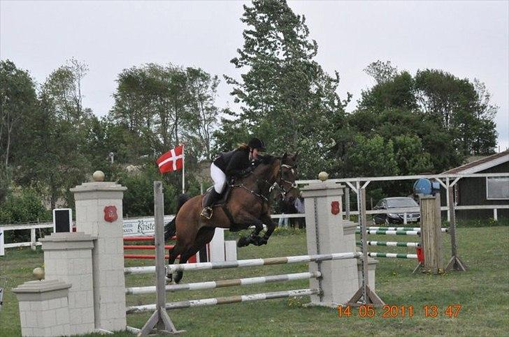 Dansk Varmblod Rikke - stævne på SPS billede 3