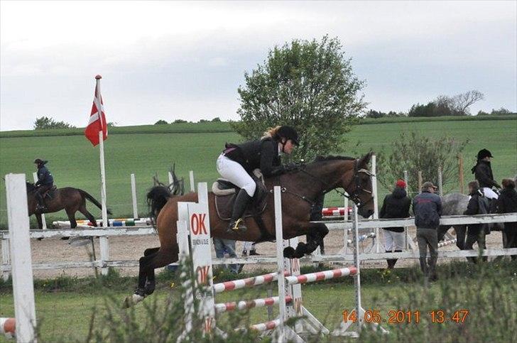 Dansk Varmblod Rikke - stævne på SPS billede 4