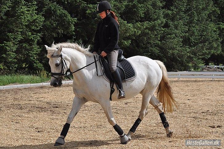 New Forest Nyskoven's Bellis, ridder - ©LKB© billede 3