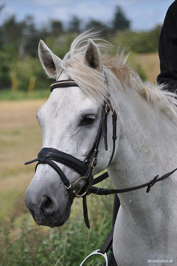 New Forest Nyskoven's Bellis, ridder - ©LKB© billede 5