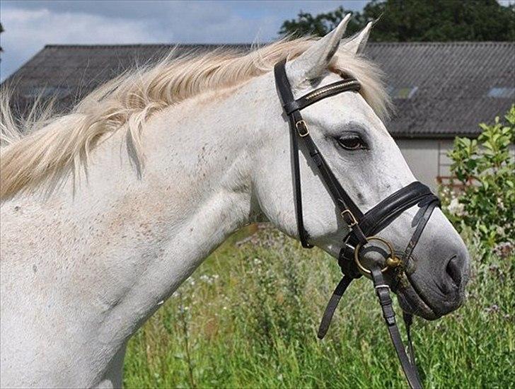 New Forest Nyskoven's Bellis, ridder - ©LKB© billede 4