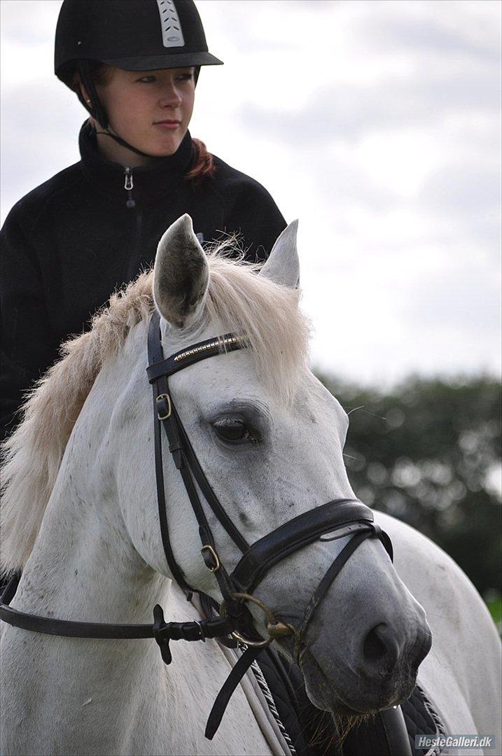 New Forest Nyskoven's Bellis, ridder - ©LKB© billede 1