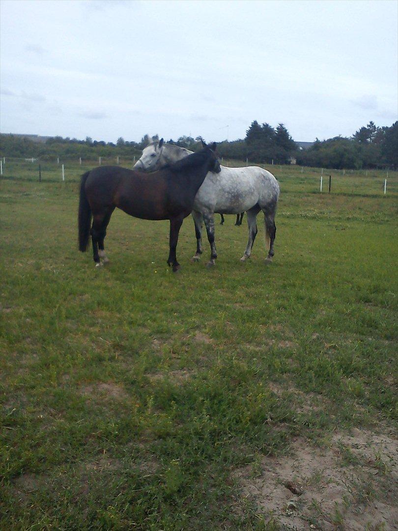 Anden særlig race Houmgaards Shakira<3. - Shakira & Amadeus. billede 10