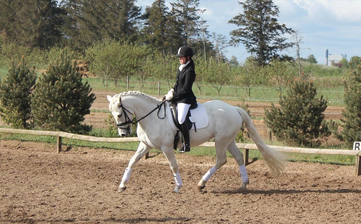 New Forest Nyskoven's Bellis, ridder - fotograf: marianne vestergaard :)
 billede 20