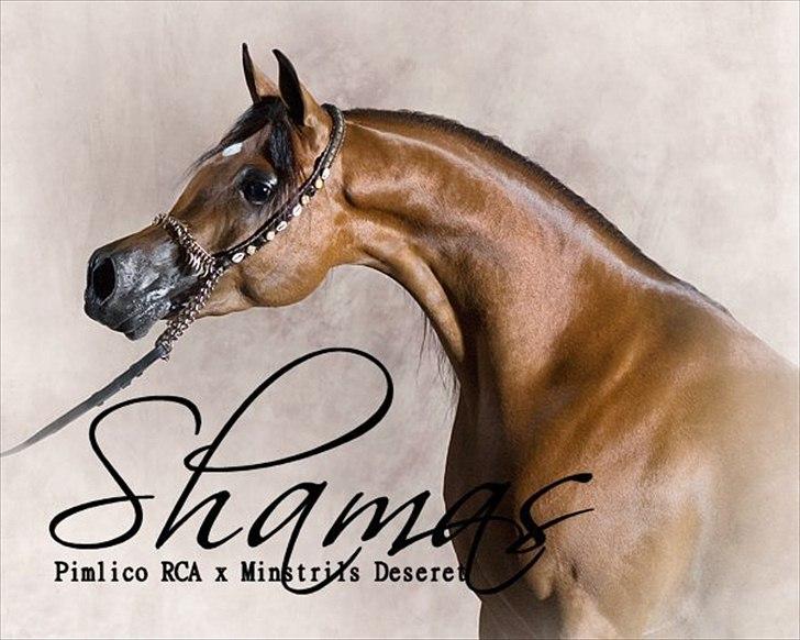 Arabisk fuldblod (OX) Shamas - AVLSHINGST - AFLIVET 2006-2016* - Photography by Suzanne Inc USA billede 16