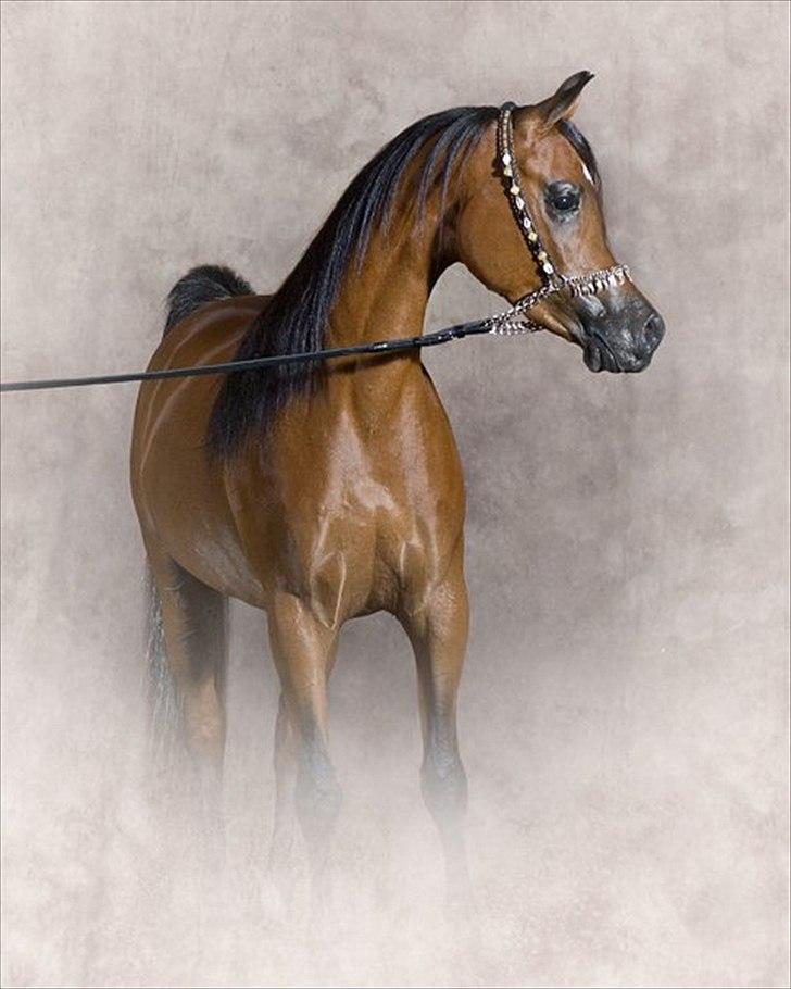 Arabisk fuldblod (OX) Shamas - AVLSHINGST - AFLIVET 2006-2016* - Photography by Suzanne Inc USA billede 19