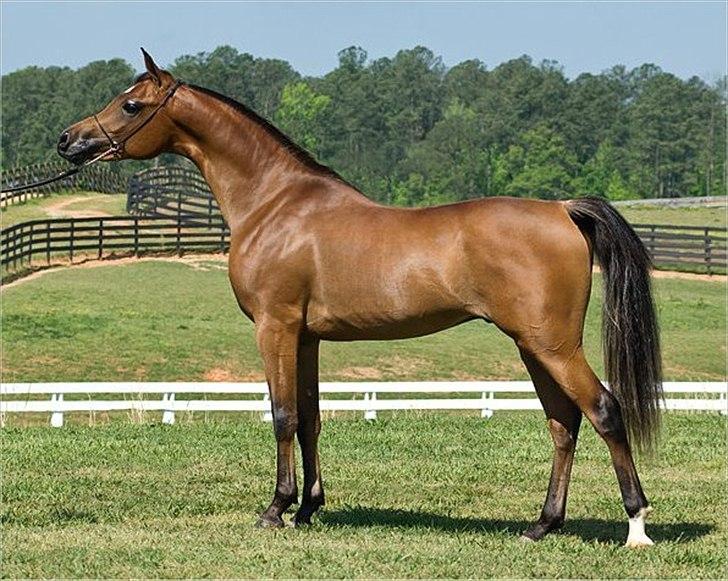 Arabisk fuldblod (OX) Shamas - AVLSHINGST - AFLIVET 2006-2016* - Photography by Suzanne Inc USA billede 20