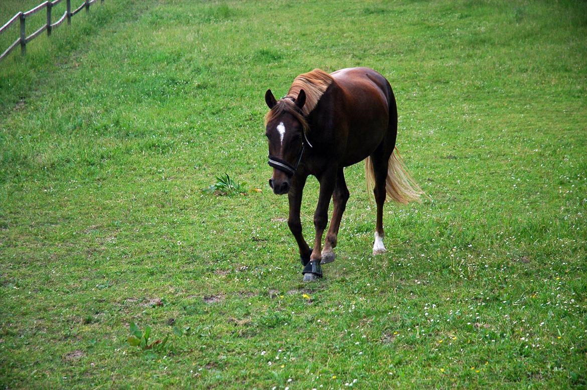 New Forest Jægersmindes Mel Gibson B-pony billede 14