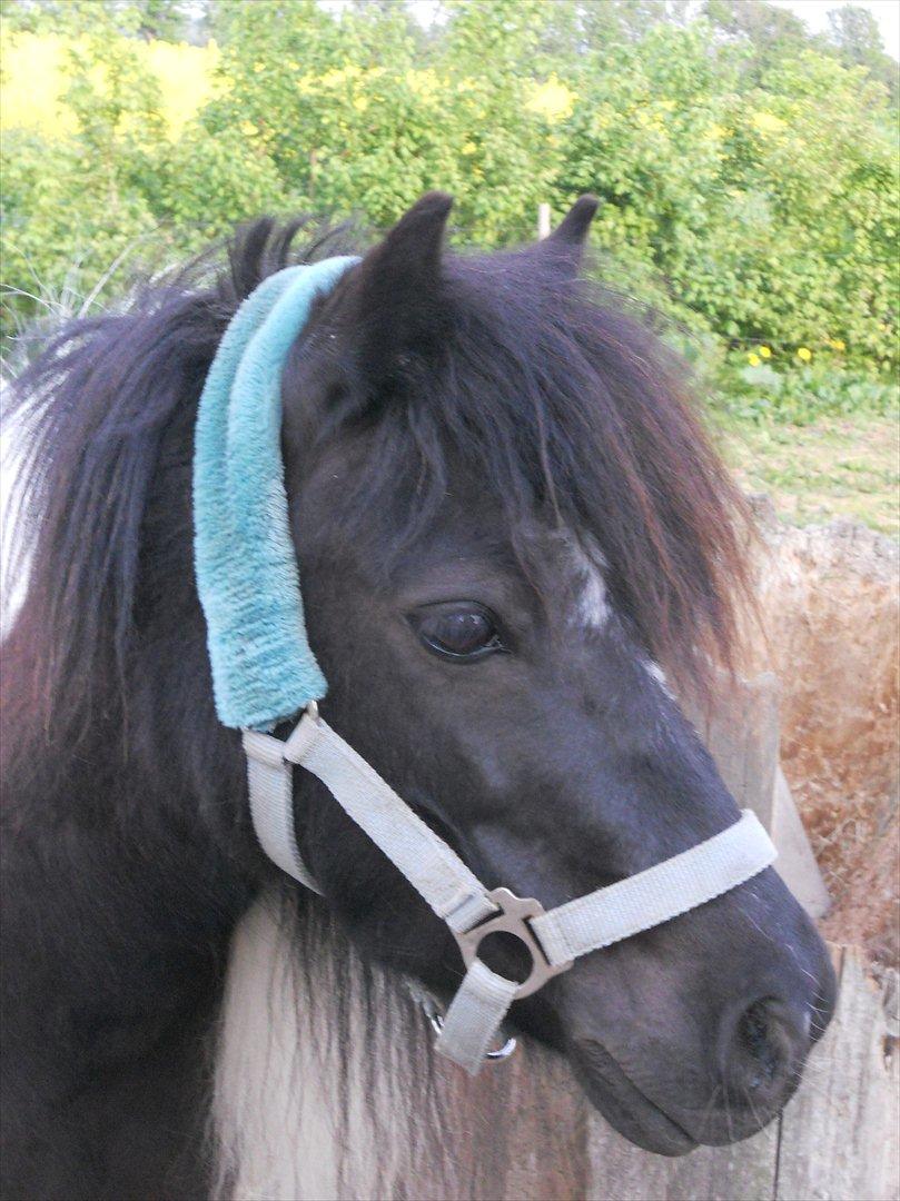 Shetlænder Micki *UDLÅNT* - Velkommen til Mickis profil.
Smid gerne en kommentar! billede 1