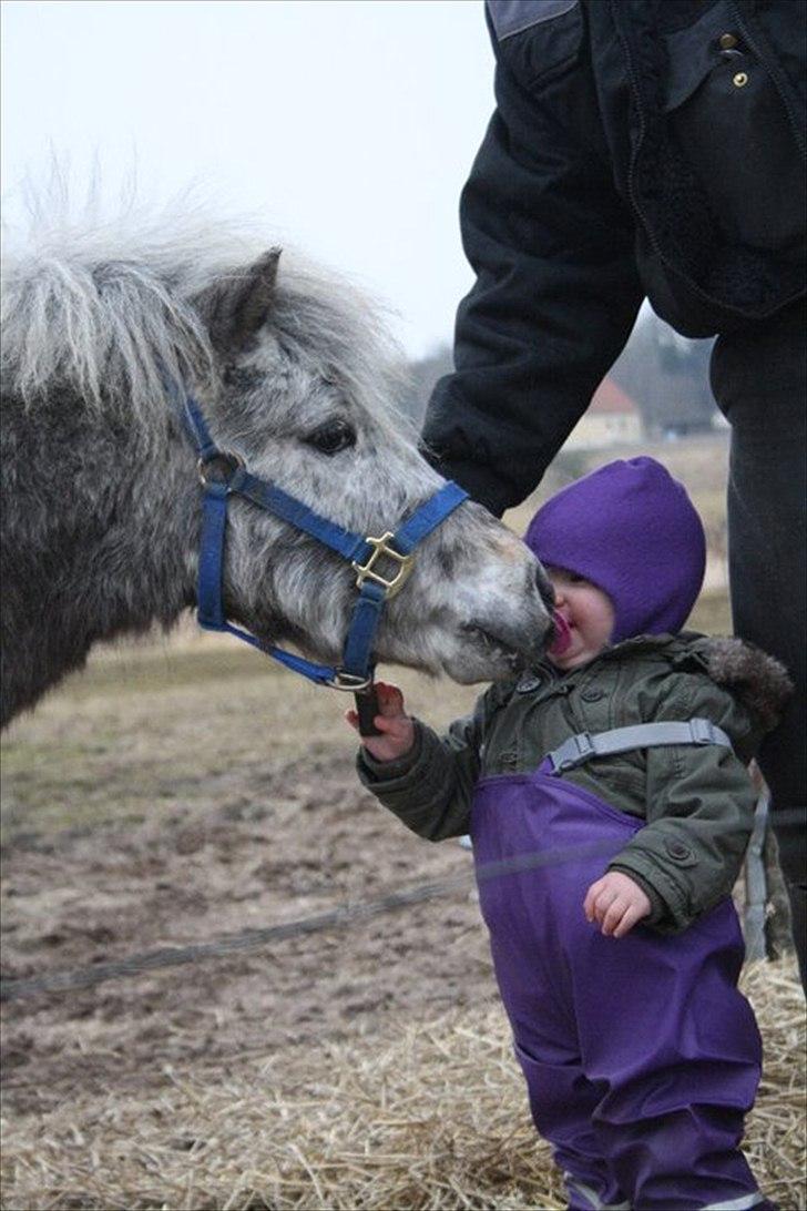 Shetlænder Laban - Velkommen til Laban's profil. Her ses Laban sammen med min lille datter Maria (: billede 1