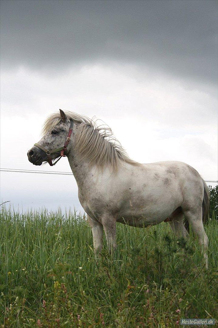 Shetlænder Laban - Min smukke lille dreng (: billede 2
