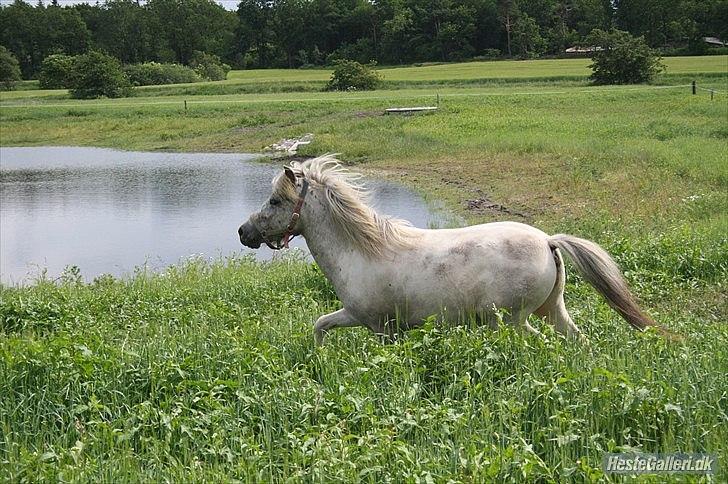 Shetlænder Laban billede 3