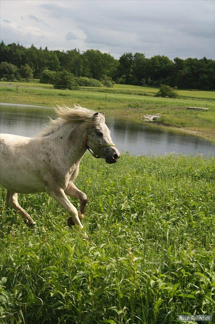 Shetlænder Laban - FULD FART OVER FELDET ! :D billede 4