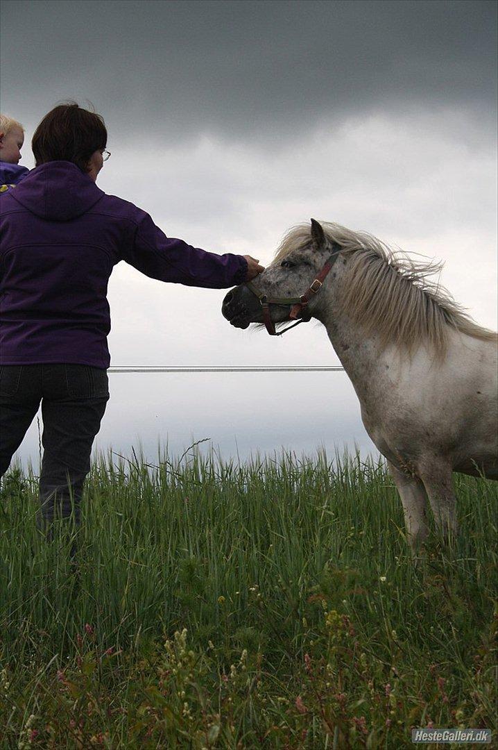 Shetlænder Laban - Min datter og min mor som snakker lidt med Laban (: billede 5