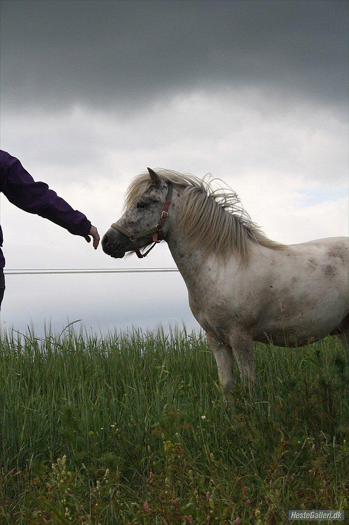 Shetlænder Laban billede 6