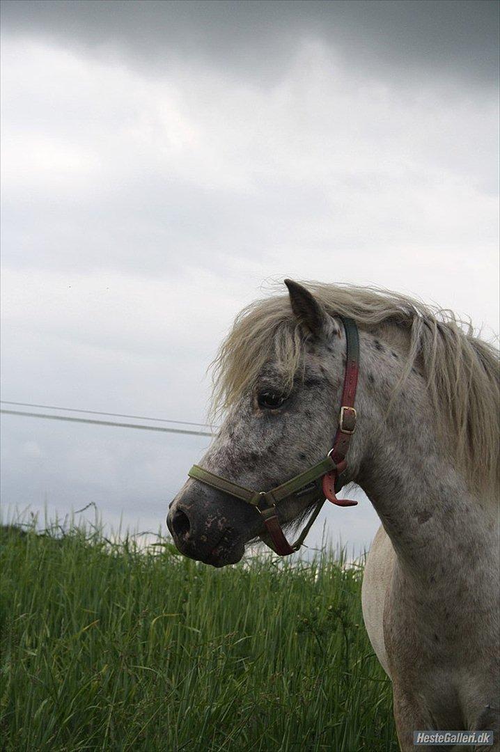 Shetlænder Laban billede 7