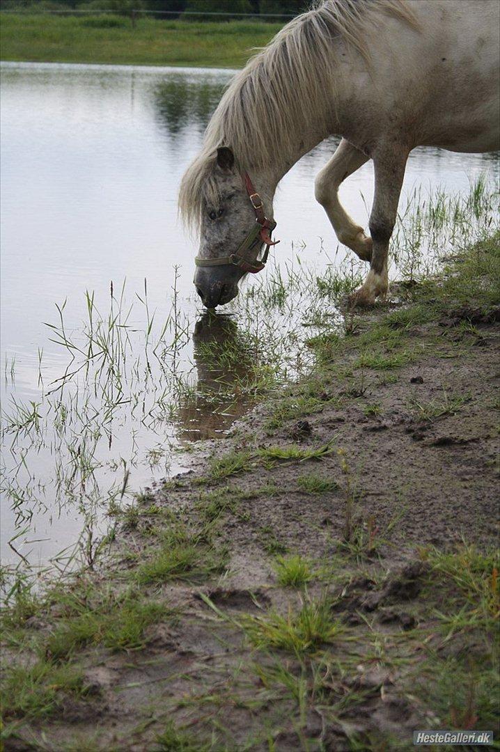Shetlænder Laban - Woow, der er meget vand. Kan jeg nu bunde ? :P billede 8