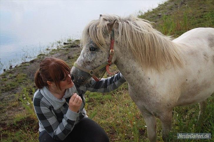 Shetlænder Laban - Laban og min lille søster (: De for sig lige en fortrolig samtale . billede 9
