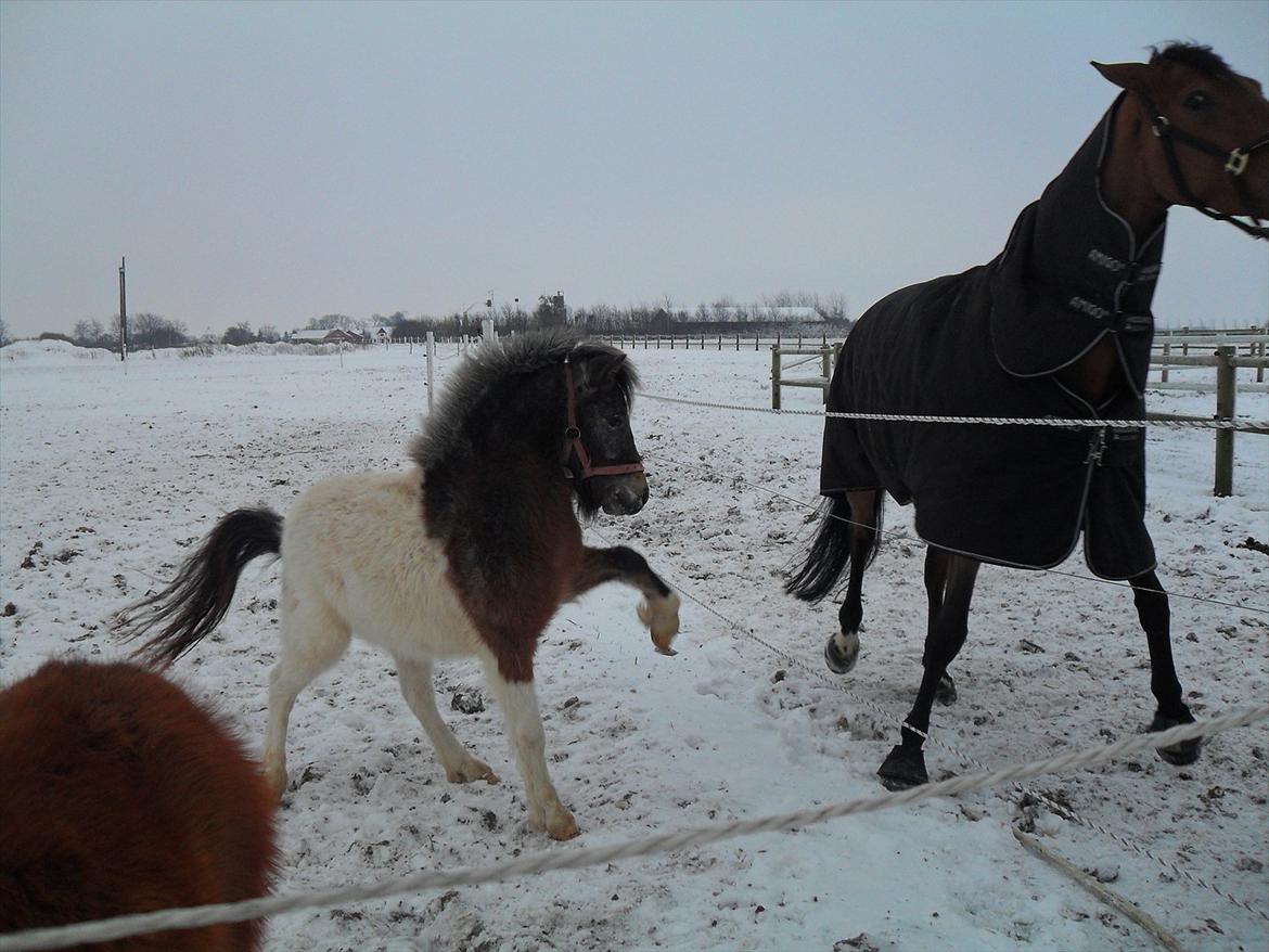 Shetlænder Laban - Vinteren 2009 inden han begyndte at skifte farve (: billede 10