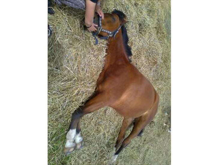 {{currentPhoto.altText}} billede {{currentPhoto.number}}