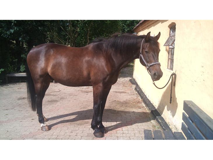 {{currentPhoto.altText}} billede {{currentPhoto.number}}